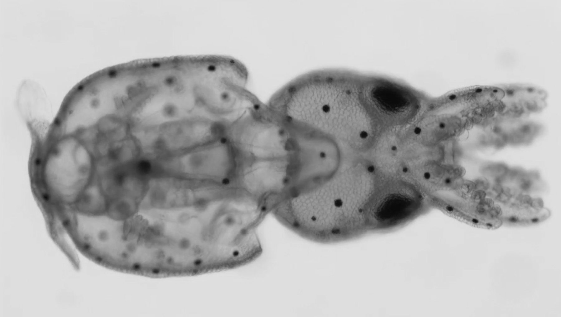 Live pygmy squid hatchling, Idiosepius paradoxus, imaged whole with chromatophores visible across the mantle and head.